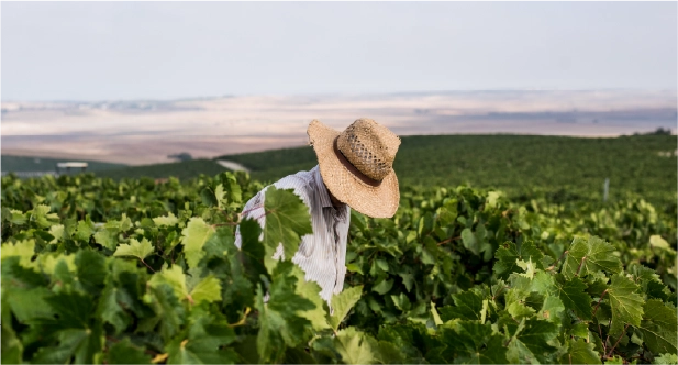 Visitas Bodegas Cadiz - Viña Dos Mercedes